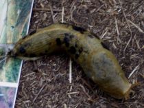 Artwork 38_kP7OCs28PFTM